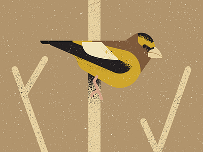 Evening Grosbeak artist bird birds design digitalart digitaldesign graphicdesign illustration illustrator retro vector vectorart vintage