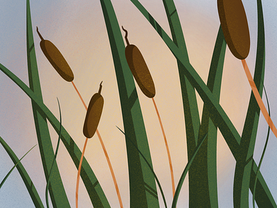 Reeds flat illustration procreate reeds