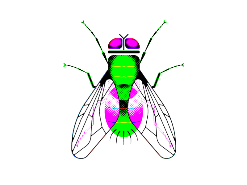 RGB Fly Guy after effects animation fly illustration insect rgb