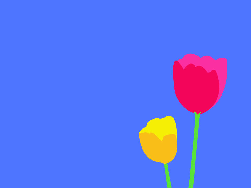 Tulips in the Breeze animation flowers graphic design illustration motion design nature tulips
