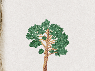 Сосна affinity halftone pencils pine pine tree sketch tree дерево карандаши сосна