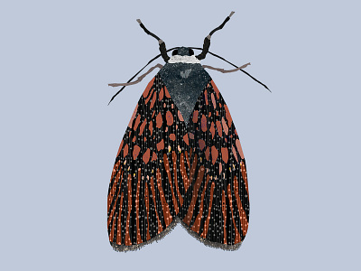Moth illustration botanical colour palette illustration illustrator moth texture