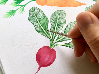 Radish Work-in-Progress illustration ink mixed media painting pencils radish watercolor