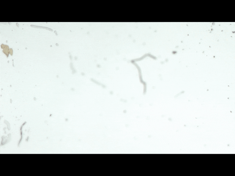 The Screen Opening Gif by Salamandra.uk on Dribbble