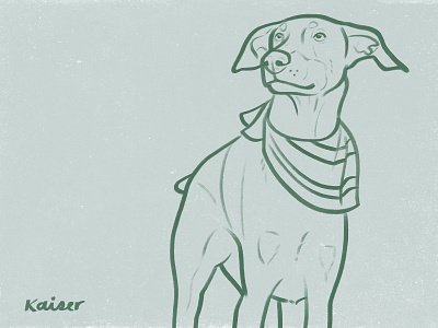 Kaiser doberman dog drawing illustration sketch
