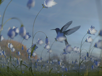 Hummingbirds 3D 3d animation branding design