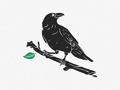 Old crows bird black branch crow illustration nature