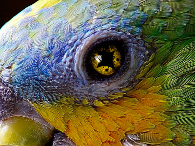 Anime Shukaku eyes parrot edit