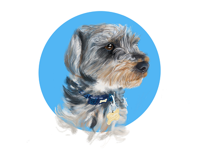 Murphy dog illustration ipad pro pets