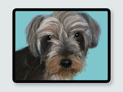 Dog Illustration artwork dog illustration ipadpro procreate yorkiepoodle