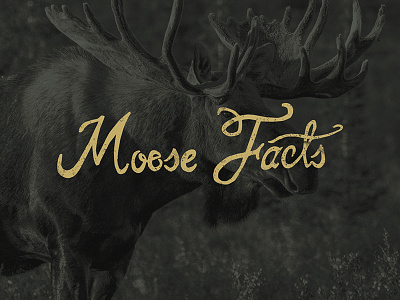 Moose Facts hand lettering moose photoshop