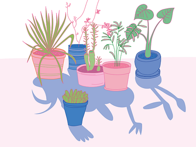 Do you know the names of these plants? cactus illustration minimalism plants succulent
