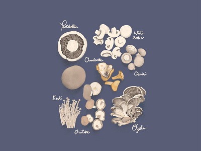 Mushroom types art colors drawing eat food illustration love mushroom procreate shadow types typography
