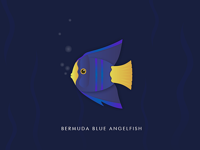 Bermuda Blue Angelfish bermuda explore fish illustration