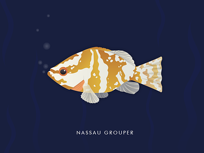 Nassau Grouper bermuda explore fish illustration