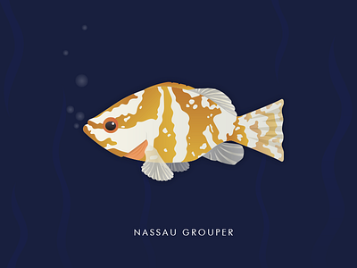 Nassau Grouper bermuda explore fish illustration
