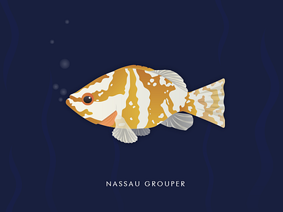 Nassau Grouper