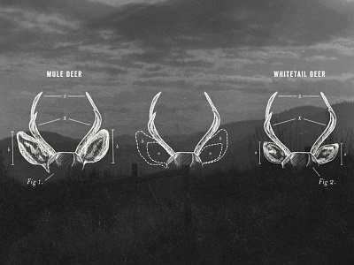 Deer ears deer difference mule technical whitetail