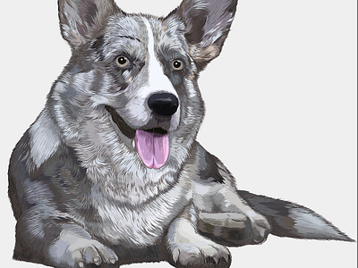 Welsh Corgi Cardigan - Brush (Браш) cardigancorgi corgi dog friend portrait realistic welsh