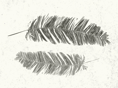 Feathers illustration black drawn feathers grey hand illustration