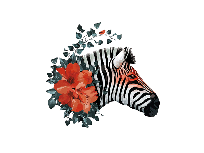 Zebra hand drawn illustration colour flower gif hand painted illustration wacom zebra
