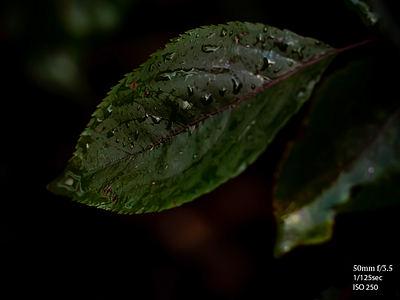 Downpour