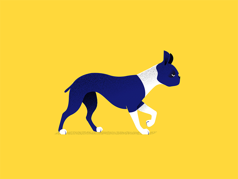 Boston dynamics animation boston boston terrier dog dog walking frame by frame frame by frame animation gif illustration illustrator leragondin motion pet walk