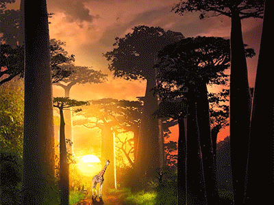 Tall animation art baobab creative digital gif giraffe night sunset tall tree video
