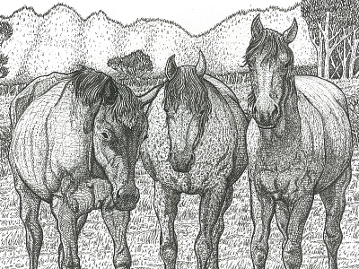 Horse Trio animals childrens book design graphic design illustration nature novels