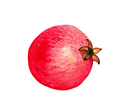 Watercolor pomegranate