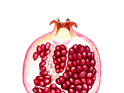 Watercolor pomegranate art illustration