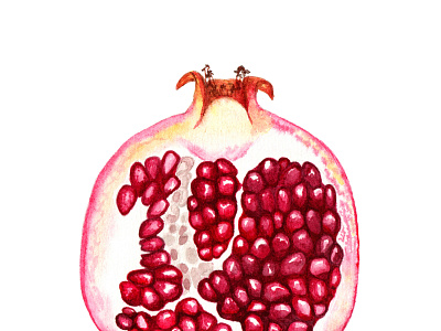 Watercolor pomegranate