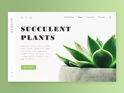Succulent Plants air clean concise fresh gradient green layout life minimal plant potted simple space succulent web website