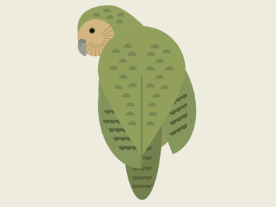 kakapo bird gif