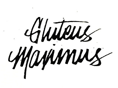 Gluteus Maximus calligraphy design graphic design hand lettering ink nib pen pen and ink