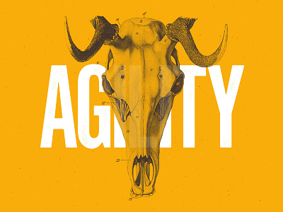 Agility anatomy animal collage color duotone illustration minimalist skull typography vintage