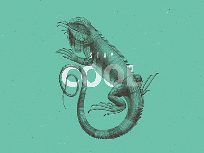 Stay Cool animal behance color duotone illustration minimalist photoshop trend typography vintage