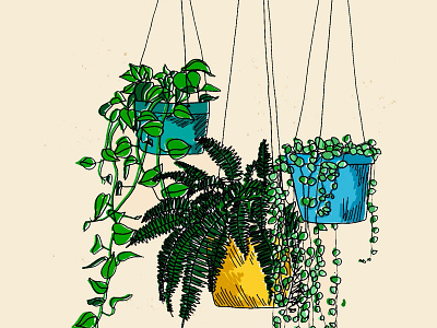 Hanging Plants Trio fern floral illustration hanging plants houseplants illustration ivy nature illustration philodendron plants pothos string of pearls