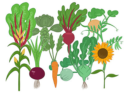 Fruits and Veggies education fruit gardening illustration vegetables
