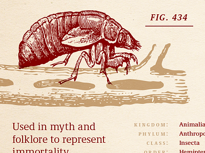 New Specimen Teaser 2 bug cicada education encyclopedia font illustration insect specimen type typeface