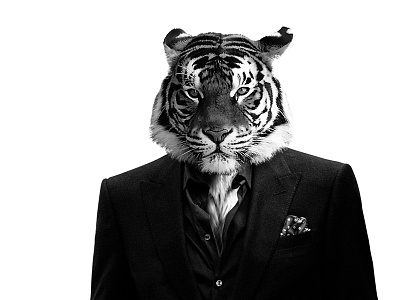 Business Tiger