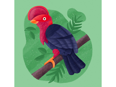 Rupicola Rupicola bird cock exotic flat design guianan illustration procreate red texture tropical