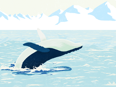 Whale drawing illustration photoshop