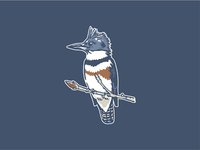 Belted King Fisher apparel illustration birds illustration illustrative design vector art