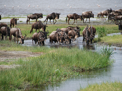 5 days Serengeti wildebeest Migration safari tour