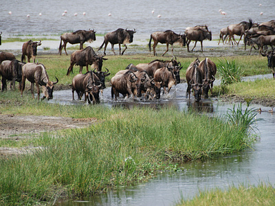 5 days Serengeti wildebeest Migration safari tour