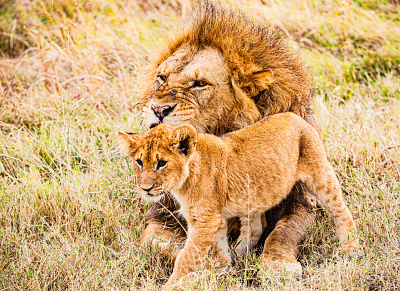 7 days Serengeti Wildebeest Migration safari tour to Serengeti