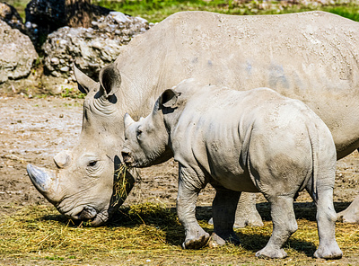 9-day Serengeti Migration tour to Tarangire, Serengeti...