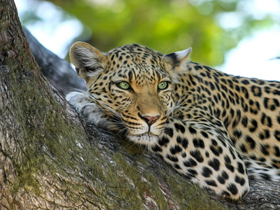 8 days Tanzania lodge luxury safari to Lake Manyara, &Serengeti