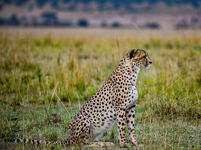 1 Day Tanzania Sharing Safari Tour to Ngorongoro Crater tanzaniasafaris wildlife